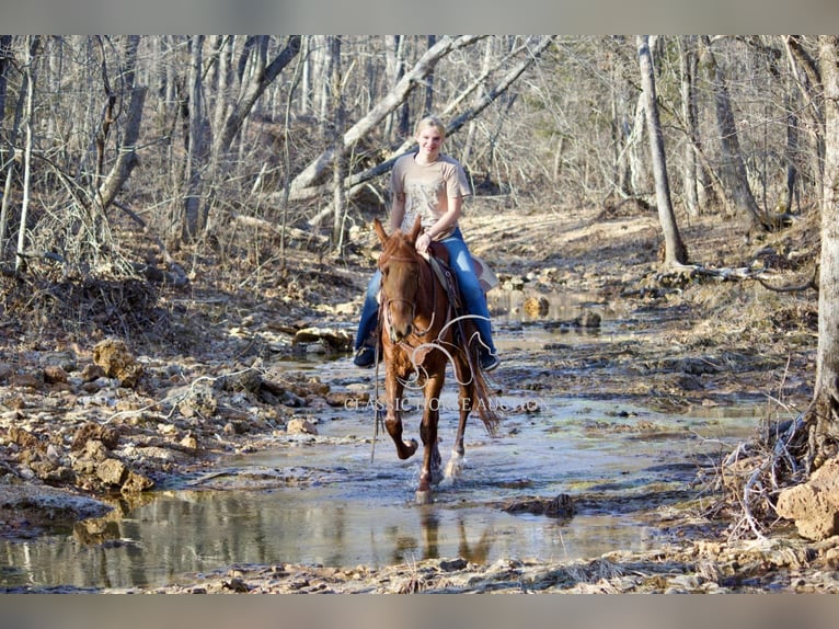 Tennessee Walking Horse Wallach 4 Jahre 152 cm Rotfuchs in Park Hills, MO