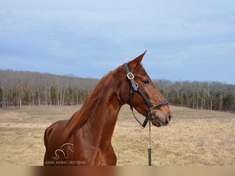 Tennessee Walking Horse Wallach 4 Jahre 152 cm Rotfuchs in Park Hills, MO