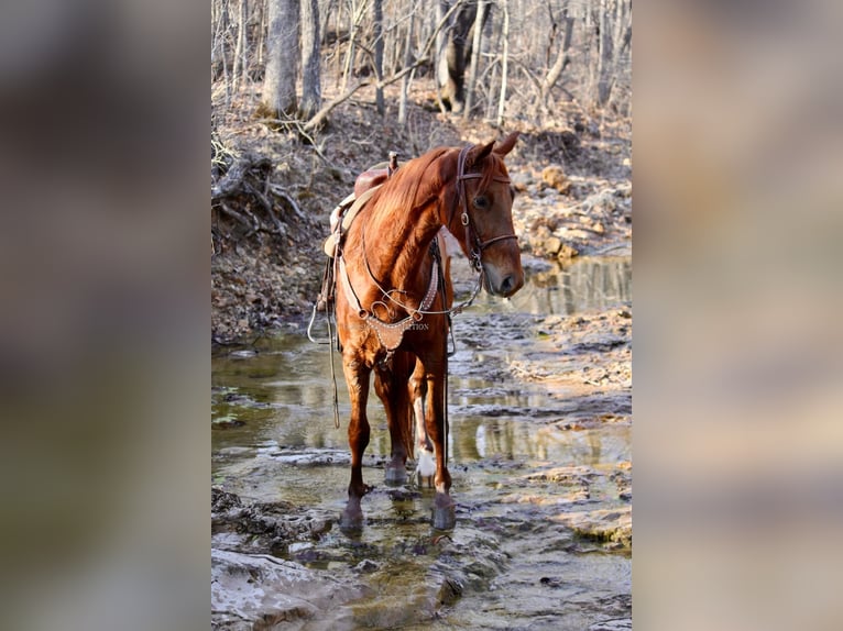 Tennessee Walking Horse Wallach 4 Jahre 152 cm Rotfuchs in Park Hills, MO