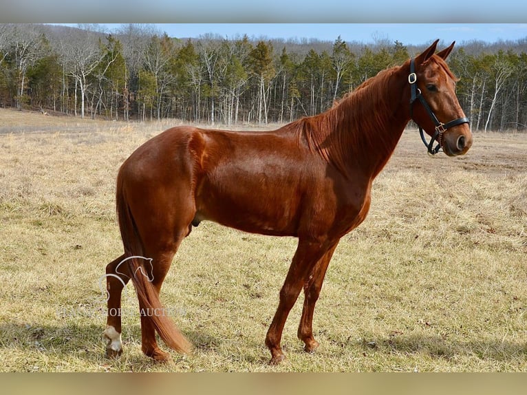 Tennessee Walking Horse Wallach 4 Jahre 152 cm Rotfuchs in Park Hills, MO