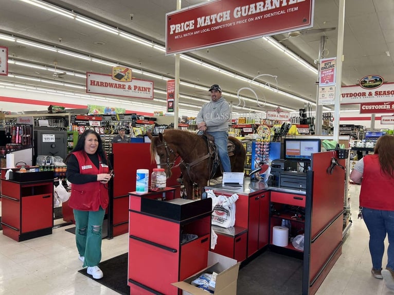 Tennessee Walking Horse Wallach 4 Jahre 152 cm Rotfuchs in Campbellsville ,KY