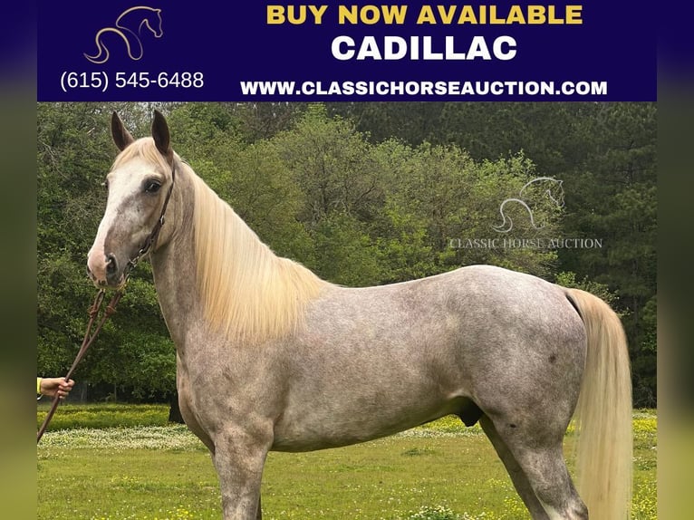 Tennessee Walking Horse Wallach 4 Jahre 152 cm Sabino in independence, la