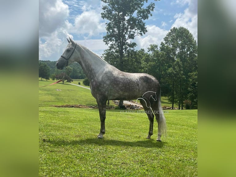 Tennessee Walking Horse Wallach 4 Jahre 152 cm Schimmel in Gruetli Laager, TN