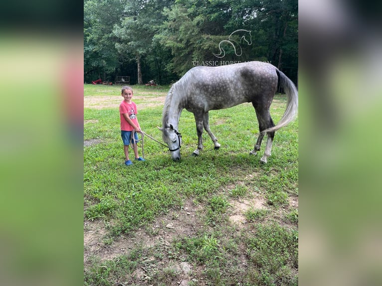 Tennessee Walking Horse Wallach 4 Jahre 152 cm Schimmel in Gruetli Laager, TN