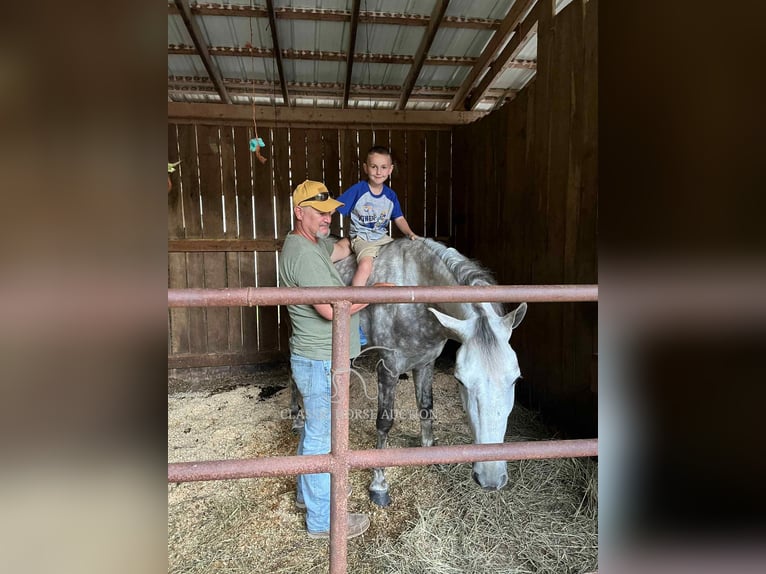 Tennessee Walking Horse Wallach 4 Jahre 152 cm Schimmel in Gruetli Laager, TN