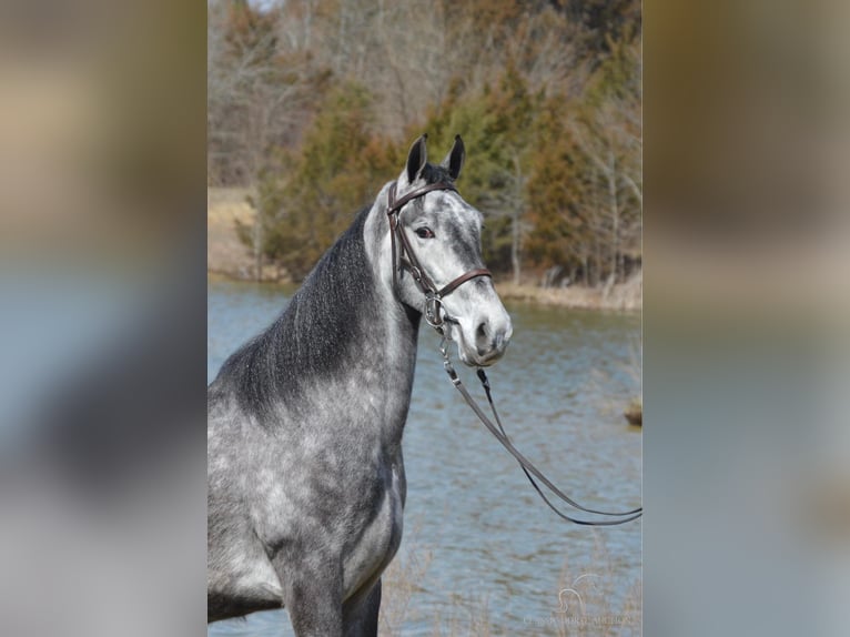 Tennessee Walking Horse Wallach 4 Jahre 152 cm Schimmel in Hustonville, KY