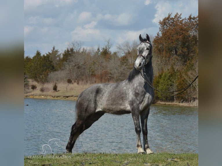 Tennessee Walking Horse Wallach 4 Jahre 152 cm Schimmel in Hustonville, KY