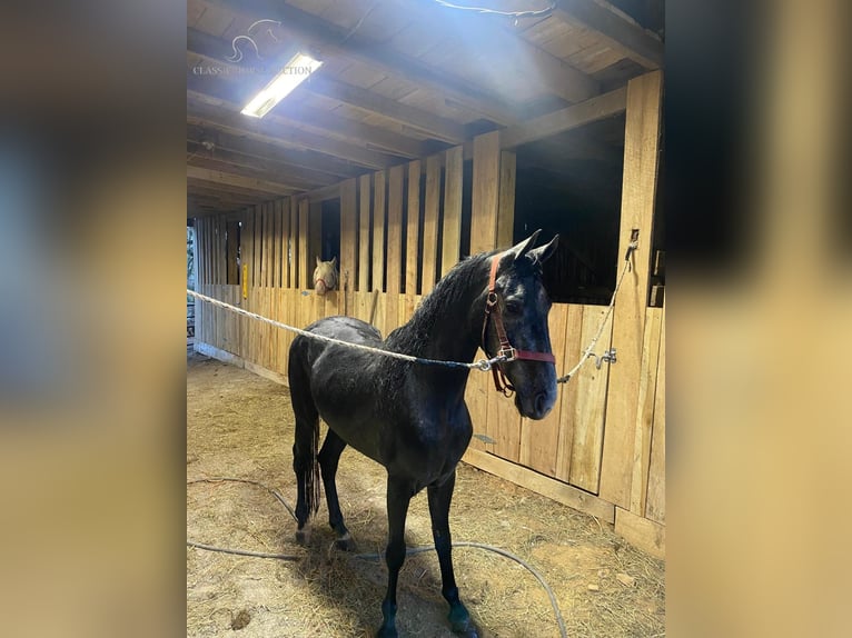 Tennessee Walking Horse Wallach 4 Jahre 152 cm Schimmel in Albany, KY