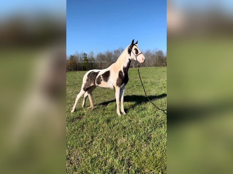 Tennessee Walking Horse Wallach 4 Jahre 152 cm Tobiano-alle-Farben in Gruetli Laager, TN
