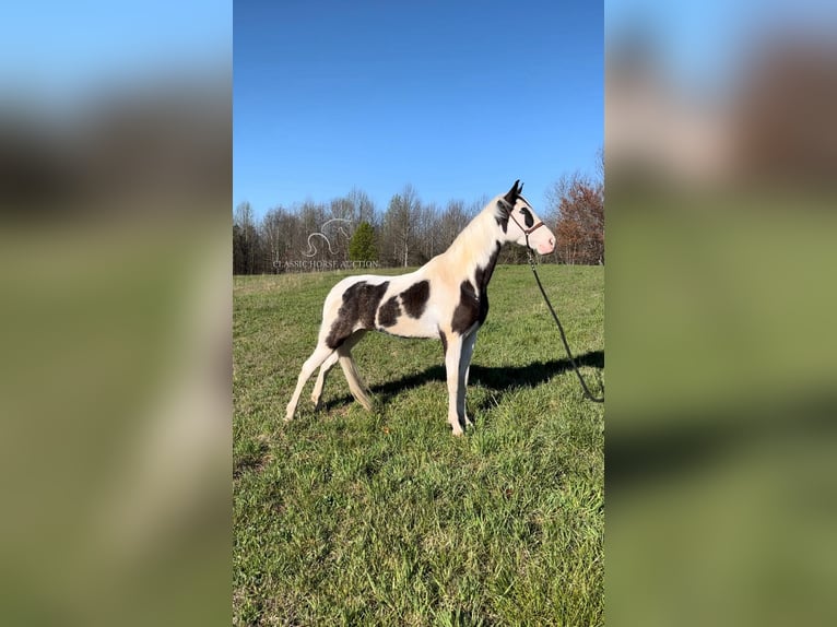 Tennessee Walking Horse Wallach 4 Jahre 152 cm Tobiano-alle-Farben in Gruetli Laager, TN