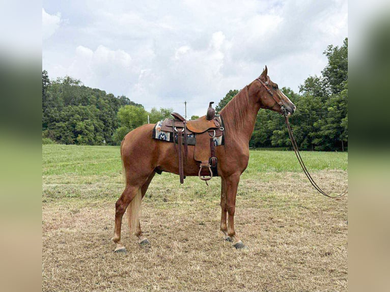Tennessee Walking Horse Wallach 4 Jahre 157 cm Rotfuchs in grassy creek KY