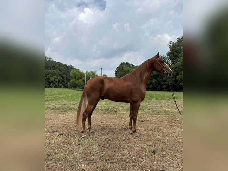 Tennessee Walking Horse Wallach 4 Jahre 157 cm Rotfuchs in grassy creek KY