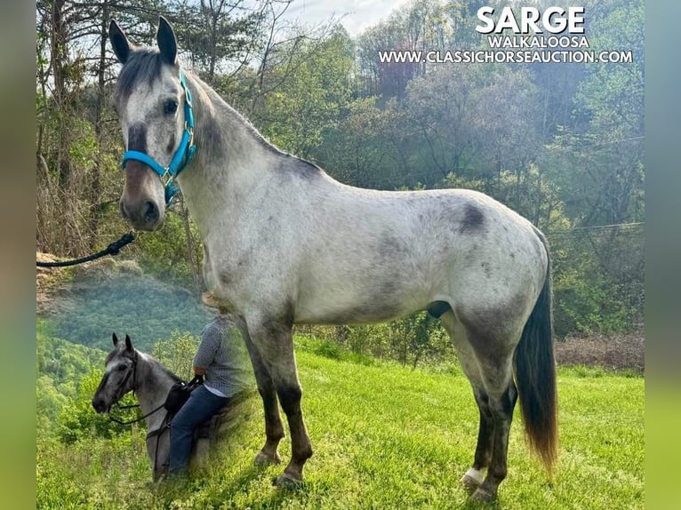 Tennessee Walking Horse Wallach 5 Jahre 142 cm Rotbrauner in Grayson, KY