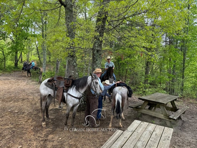 Tennessee Walking Horse Wallach 5 Jahre 142 cm Rotbrauner in Grayson, KY