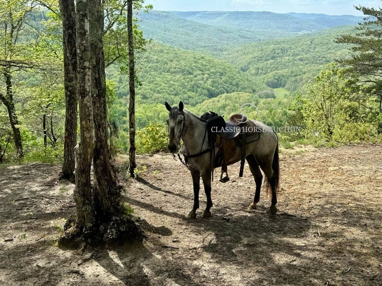 Tennessee Walking Horse Wallach 5 Jahre 142 cm Rotbrauner in Grayson, KY