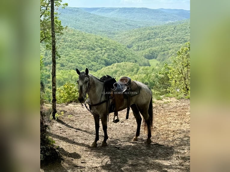 Tennessee Walking Horse Wallach 5 Jahre 142 cm Rotbrauner in Grayson, KY