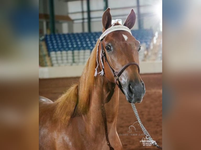 Tennessee Walking Horse Wallach 5 Jahre 142 cm Rotfuchs in Sneedville, TN