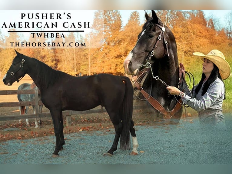 Tennessee Walking Horse Wallach 5 Jahre 147 cm Rappe in Paron, AR