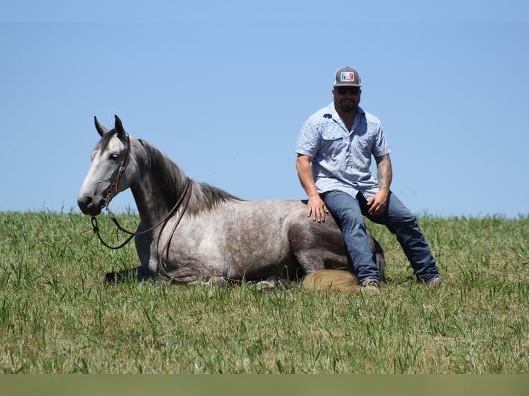 Tennessee Walking Horse Wallach 5 Jahre 147 cm Roan-Blue in Whitley City Ky