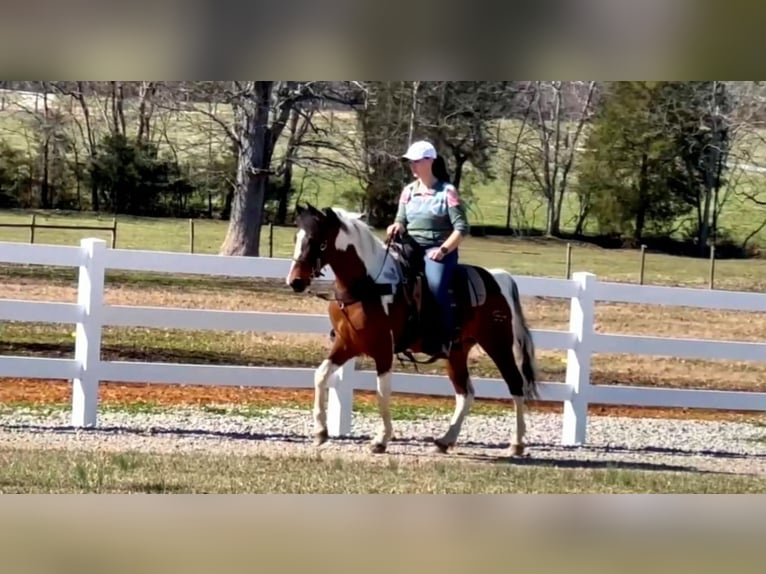 Tennessee Walking Horse Wallach 5 Jahre 147 cm Schecke in Lewisburg
