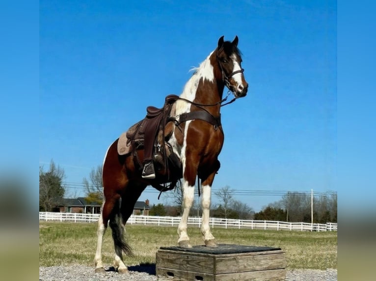 Tennessee Walking Horse Wallach 5 Jahre 147 cm Schecke in Lewisburg