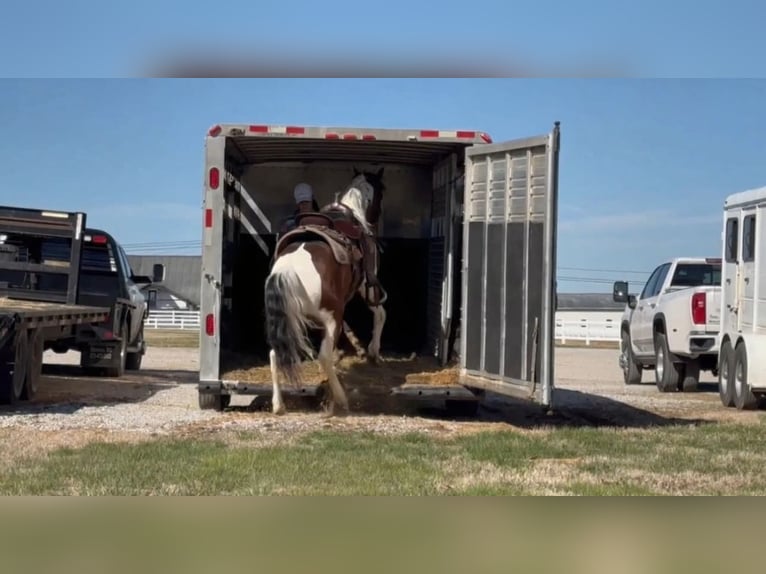 Tennessee Walking Horse Wallach 5 Jahre 147 cm Schecke in Lewisburg