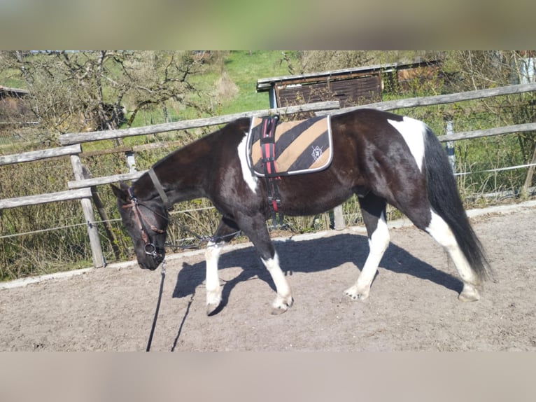 Tennessee Walking Horse Mix Wallach 5 Jahre 148 cm Schecke in Reutlingen