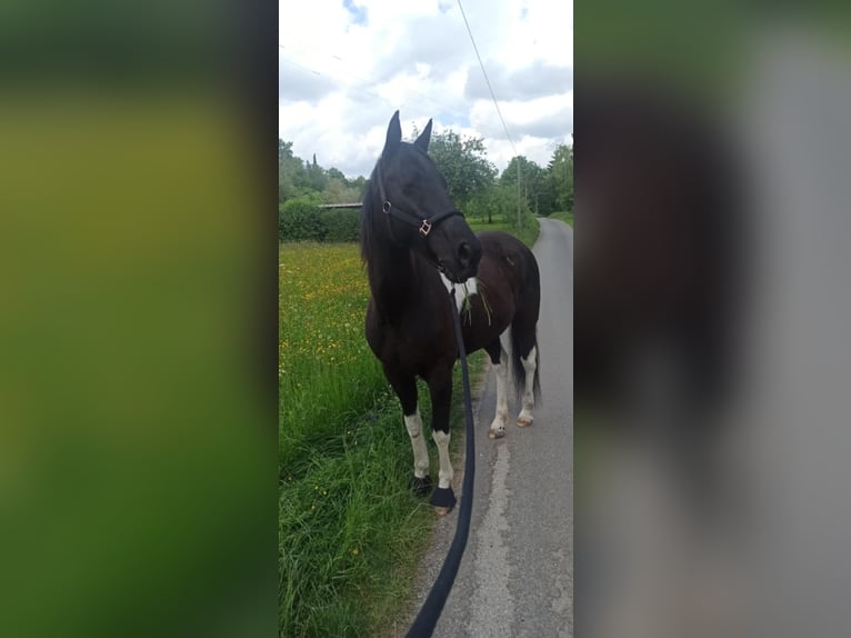 Tennessee Walking Horse Mix Wallach 5 Jahre 148 cm Schecke in Reutlingen
