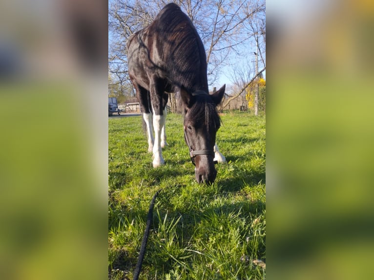 Tennessee Walking Horse Mix Wallach 5 Jahre 148 cm Schecke in Reutlingen