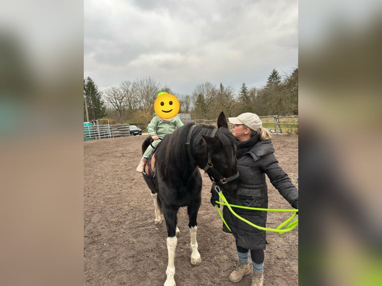 Tennessee Walking Horse Mix Wallach 5 Jahre 148 cm Schecke in Reutlingen