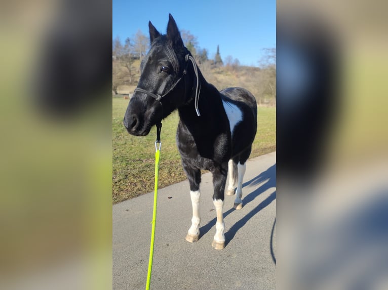 Tennessee Walking Horse Mix Wallach 5 Jahre 148 cm Schecke in Reutlingen