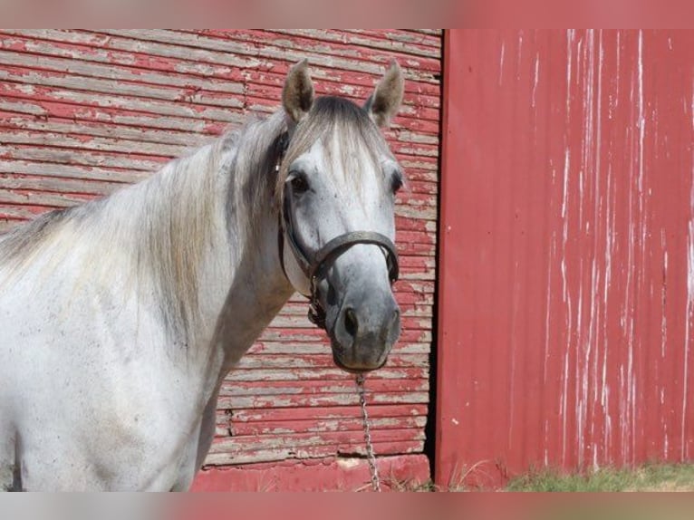 Tennessee Walking Horse Wallach 5 Jahre 150 cm Schimmel in Wichita Falls