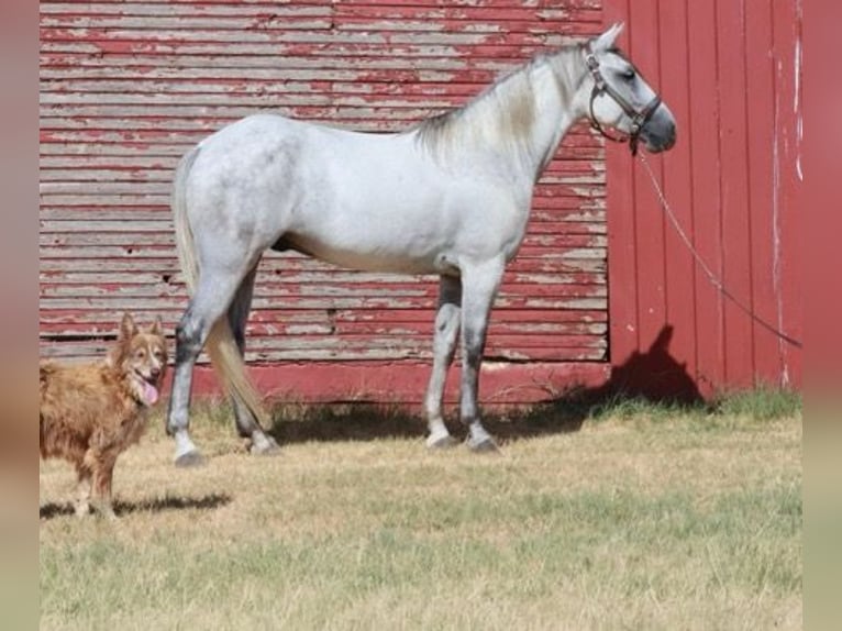 Tennessee Walking Horse Wallach 5 Jahre 150 cm Schimmel in Wichita Falls