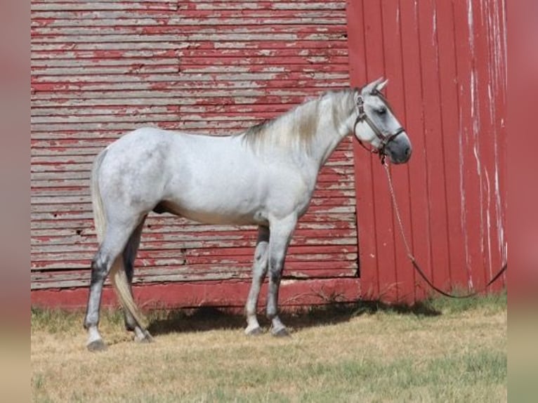 Tennessee Walking Horse Wallach 5 Jahre 150 cm Schimmel in Wichita Falls
