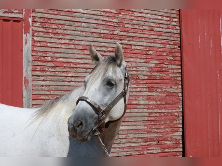 Tennessee Walking Horse Wallach 5 Jahre 150 cm Schimmel in Wichita Falls