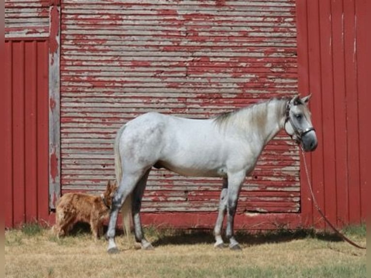 Tennessee Walking Horse Wallach 5 Jahre 150 cm Schimmel in Wichita Falls