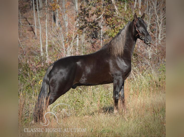 Tennessee Walking Horse Wallach 5 Jahre 152 cm in Hustonville, KY