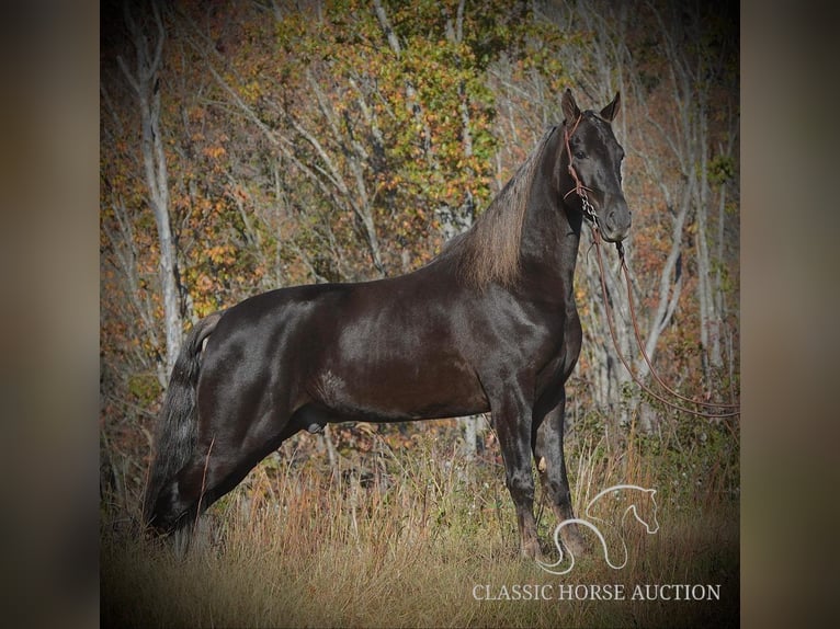 Tennessee Walking Horse Wallach 5 Jahre 152 cm in Hustonville, KY