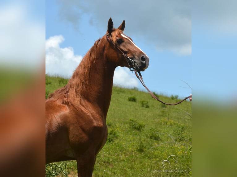 Tennessee Walking Horse Wallach 5 Jahre 152 cm Palomino in Hustonville, KY