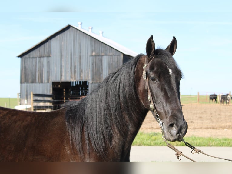 Tennessee Walking Horse Wallach 5 Jahre 152 cm Rappe in Eubank, KY
