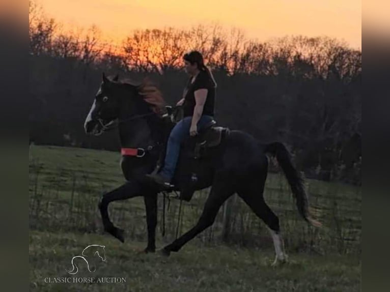 Tennessee Walking Horse Wallach 5 Jahre 152 cm Rappe in Otis Orchards, WA