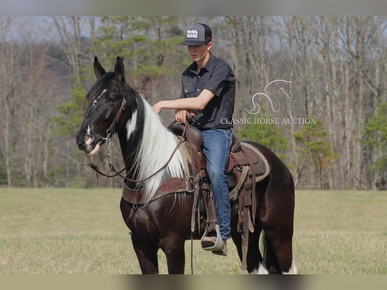 Tennessee Walking Horse Wallach 5 Jahre 152 cm Rappe in Whitley Cityky