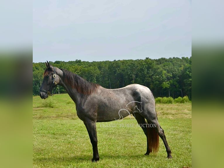 Tennessee Walking Horse Wallach 5 Jahre 152 cm Roan-Blue in Park Hills,  MO