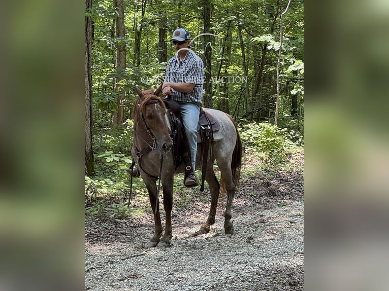 Tennessee Walking Horse Wallach 5 Jahre 152 cm Roan-Red in Rush, KY