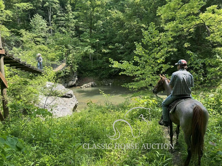 Tennessee Walking Horse Wallach 5 Jahre 152 cm Roan-Red in Rush, KY