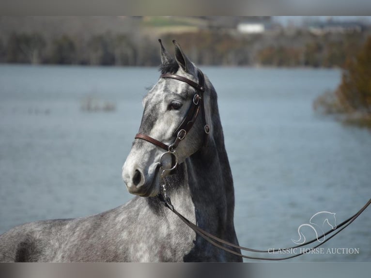 Tennessee Walking Horse Wallach 5 Jahre 152 cm Schimmel in Hustonville, KY