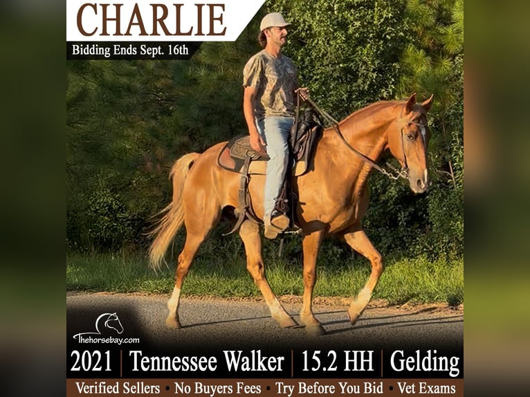 Tennessee Walking Horse Wallach 5 Jahre 155 cm Rotfuchs in Huntingdon, TN