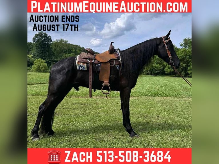 Tennessee Walking Horse Wallach 5 Jahre 157 cm Rappe in Glassy Creek KY