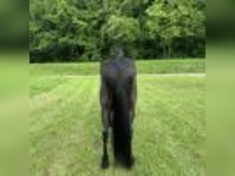 Tennessee Walking Horse Wallach 5 Jahre 157 cm Rappe in Glassy Creek KY