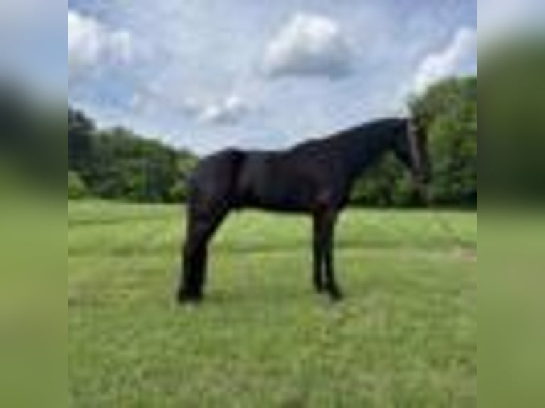 Tennessee Walking Horse Wallach 5 Jahre 157 cm Rappe in Glassy Creek KY